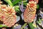 Pretty Pineplants-20.jpg; ?>