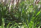 Pretty Pineplants-40.jpg; ?>